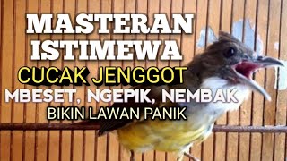 MASTERAN CUCAK JENGGOT MBESET NGEPIK NEMBAK [upl. by Arraeic]