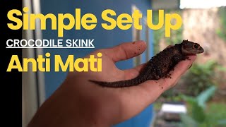 Simple Set Up Crocodile Skink Jangan M4ti Mulu [upl. by Nenad671]