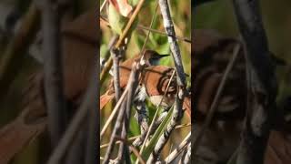 Canto de Pássaros  CURUTIÉ  Yellowchinned Spinetail birds aves shorts [upl. by Morissa605]