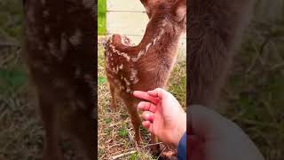 Baby deer hit by car was luckily saved by man rescuedeer deer shorts [upl. by Oiralih]