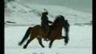 Fast speed racking horsesflying pace Icelandic horses [upl. by Zacarias]