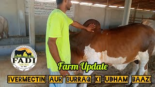 Ivermectin Aur Burraq Ki Udham Baazi  Farm Routine Work Update [upl. by Mandell]