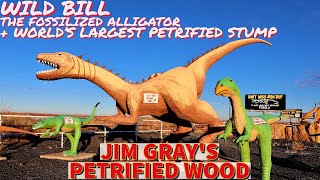 Wild Bill the Alligator  Worlds Largest Petrified Tree  Jim Gray’s Petrified Wood Shop [upl. by Sremmus]