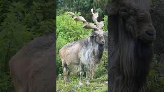 🐮◇⁵ ▪︎ Markhor Capra falconeri  Observed in Description [upl. by Kawasaki]