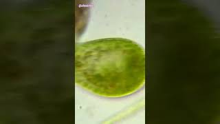 Paramecium Bursaria Under Microscope 600x [upl. by Iggie]