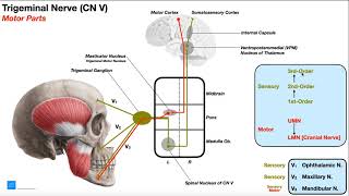 Cranial Nerve V  Trigeminal Nerve Part 1  Origin Structure Pathway amp Function [upl. by Retse]