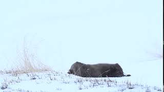 Arctic fox Vulpes lagopus rolling in snow blue colour morph Iceland [upl. by Notsreik]