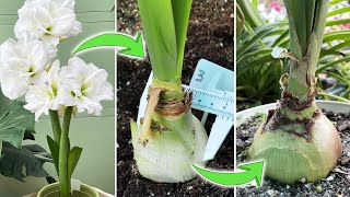 Amaryllis on Blooming and After Flowering Care Tips  60 Days Growth Updates Part 2 Turn on CC [upl. by Noiztneb634]