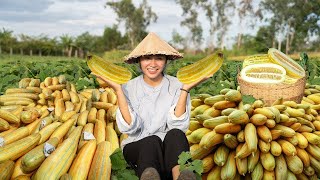 Harvest Cantaloupes Delicious Summer Recipes amp Gardening Tips [upl. by Korten]