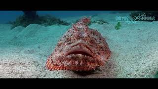 Tasseled Scorpionfish Scorpaenopsis oxycephala [upl. by Dorran]