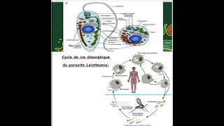 la morphologie et cycle de vie de leishmania [upl. by Ilysa]