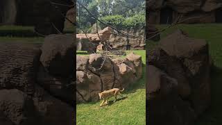 This zoo was only 50 quitales travel zoo lion wow guatemala epic goodvibes reporter [upl. by Lekar500]