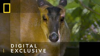 Catching Chowlie the Muntjac Deer  Secrets of the Zoo  National Geographic Wild UK [upl. by Ahsem]