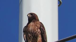 Red tailed hawk lets out a piercing cry [upl. by Summers244]