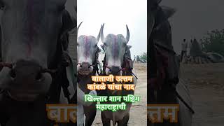 बालाजी कांबळे यांचे दोन कोसे खिल्लार वळू khillar Bredding Bullkhillarcow खिल्लार bull [upl. by Nelleoj247]