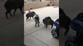 Wild Javelinas Make a Visit to Arizona Home  ViralHog [upl. by Sansone]