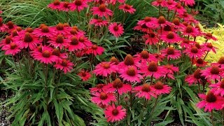 Best Perennials  Echinacea Glowing Dream Coneflower [upl. by Lindbom]