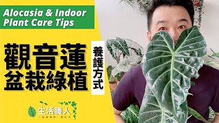 觀音蓮盆栽綠植養護方式 Alocasia amp Indoor Plant Care Tips【生活職人】 [upl. by Amzu321]