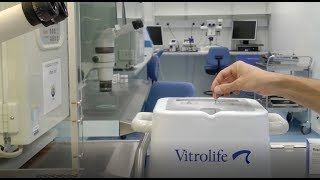 Oocyte Vitrification by Vitrolife  Short protocol [upl. by Falda]