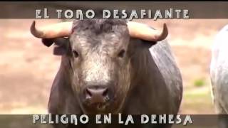 El Toro Desafiante Peligro En La Dehesa [upl. by Nnaeitak]