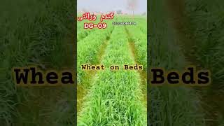 Amazing Wheat On Beds  DG09 Wheat in Pakistan  Best Wheat tillers  satisfying shorts viral [upl. by Tatum]