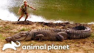 Steve’s Wildest Croc Encounters  The Crocodile Hunter  Animal Planet [upl. by Jordain721]