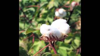 Cotton Production by Coltyn Pritchard [upl. by Llenrod46]