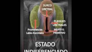 Embriologia del Hipospadiasmp4 [upl. by Hwu]