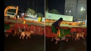 Captan trineo de perros en Querétaro transitaba por las obras de 5 de Febrero [upl. by Attennyl]