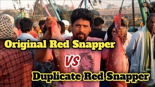 original red snapper vs duplicate red snapper [upl. by Yhtur]