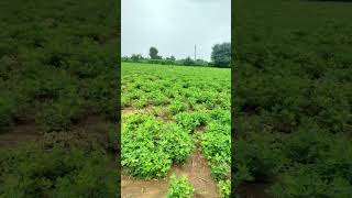 August farming farmer kisan marathi agriculture farming agricultureindia [upl. by Walther524]