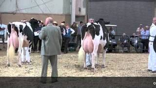 AllAmerican Holstein Show  Grand Champsm4v [upl. by Ryan155]