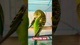 Green opaline budgie  Available in Hyderabad [upl. by Lisandra277]