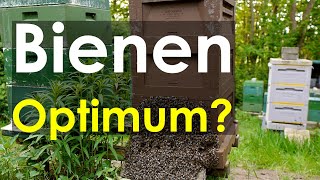 BienenOptimum warum verhindern manche Imker starke Völker Kritikvideo [upl. by Ailec]