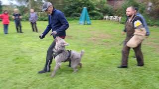 Hasenhirsch Gustl 65 Jahre beim Schutzdiensttraining [upl. by Ymas]