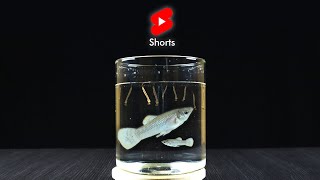 GUPPY FISH GET RID MOSQUITO LARVAE Shorts [upl. by Battat653]