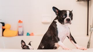 Boston Terrier temperament [upl. by Omolhs]