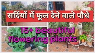 15 winter flowering plants avaliable in nurserymake ur garden beautiful [upl. by Cadman]