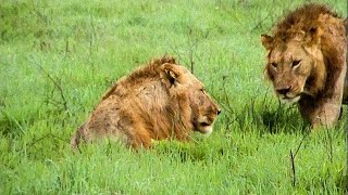 Extraordinary Lion Hunt Filmed  Attenborough 60 Years In The Wild  BBC Earth [upl. by Enalahs]