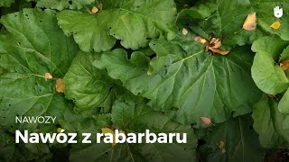 Nawóz z rabarbaru [upl. by Acul]