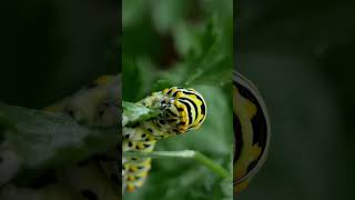 Swallowtail Caterpillar eats a leaf fast up close caterpillar nature natural [upl. by Eldwun]