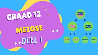 Meiose DEEL 1 [upl. by Shaylah]