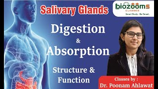 NEET TARGET I 3 Types of Salivary Glands I Dr Poonam Ahlawat [upl. by Lecroy998]