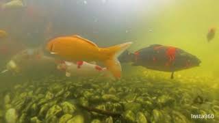 Koi Pond Mega Wide Video [upl. by Annahsat]