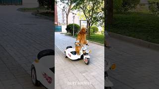 Dog Drive Scooter In School 🏫🎒youtubeshorts ytshorts factshorts facts factsvideo shortvideo [upl. by Gianina397]