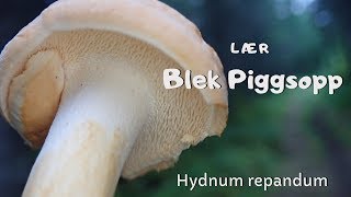 Lær piggsopp hydnum repandum [upl. by Ajiak829]