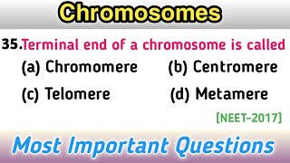 Chromosomes  Genetics mcq  School of Biology [upl. by Airamanna122]