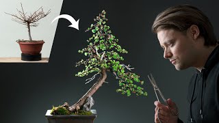 A Japanese Larch Becomes a Bonsai [upl. by Koa]