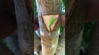 Guava and mango tree grafting​ [upl. by Anirbaz724]