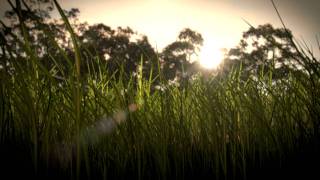 Realistic Grass Blender 26 HD [upl. by Koenig]